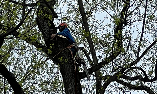Tree Trimming & Stump Removal